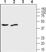 ZIP1 (extracellular) Antibody in Western Blot (WB)