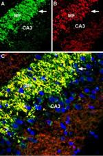 SLC30A3 Antibody in Immunohistochemistry (Frozen) (IHC (F))