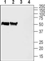 SLC30A3 Antibody in Western Blot (WB)