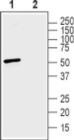 SLC30A3 Antibody in Western Blot (WB)