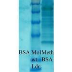 Methylated Lysine Antibody in Western Blot (WB)