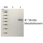 Metallothionein Polyclonal Antibody