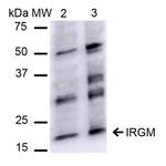 IRGM Antibody in Western Blot (WB)