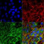 FNIP1 Antibody in Immunocytochemistry (ICC/IF)
