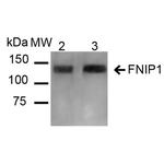 FNIP1 Antibody in Western Blot (WB)