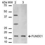 FUNDC1 Polyclonal Antibody