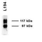 UT-A1 Polyclonal Antibody