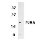 PUMA alpha Antibody in Western Blot (WB)