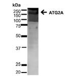 ATG2A Antibody in Western Blot (WB)