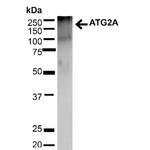 ATG2A Antibody in Western Blot (WB)