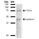 TCF4 Polyclonal Antibody