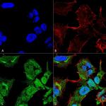 GABARAPL2 Antibody in Immunocytochemistry (ICC/IF)