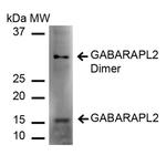 GABARAPL2 Antibody in Western Blot (WB)