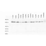 AHA1 Antibody in Western Blot (WB)