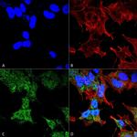 FIP200 Antibody in Immunocytochemistry (ICC/IF)