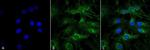 ATG13 Antibody in Immunocytochemistry (ICC/IF)
