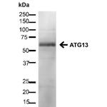 ATG13 Antibody in Western Blot (WB)