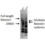 Bassoon Antibody in Western Blot (WB)