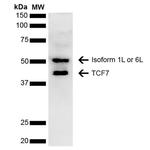 TCF7 Antibody in Western Blot (WB)
