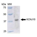 Kir4.1 (KCNJ10) Antibody in Western Blot (WB)