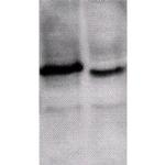 ING1 Antibody in Western Blot (WB)