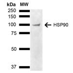 HSP90 Antibody in Western Blot (WB)