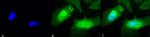 HSPB2 Antibody in Immunocytochemistry (ICC/IF)