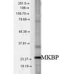 HSPB2 Antibody in Western Blot (WB)