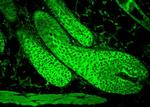 HSC70 Antibody in Immunohistochemistry (IHC)
