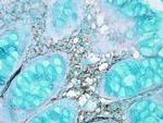 HSC70 Antibody in Immunohistochemistry (IHC)
