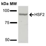 HSF2 Antibody in Western Blot (WB)