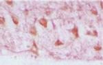Heme oxygenase 2 Antibody in Immunohistochemistry (IHC)