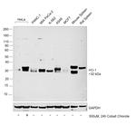 HO-1 Polyclonal Antibody