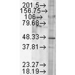 GSK3B Antibody in Western Blot (WB)