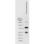 HSPB8 Antibody in Western Blot (WB)