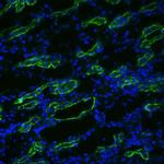 Aquaporin 3 Polyclonal Antibody