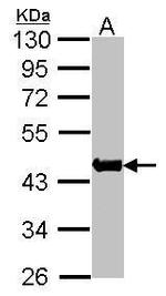 ACTA1 Antibody in Western Blot (WB)