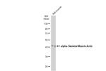 ACTA1 Antibody in Western Blot (WB)