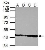 ACTA1 Antibody in Western Blot (WB)