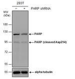 PARP1 (cleaved Asp214) Antibody in Western Blot (WB)