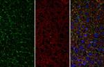 CD166 Polyclonal Antibody