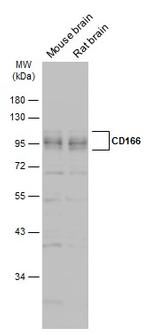 CD166 Antibody in Western Blot (WB)