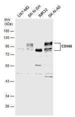 CD166 Antibody in Western Blot (WB)
