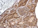 Aldolase A Antibody in Immunohistochemistry (Paraffin) (IHC (P))