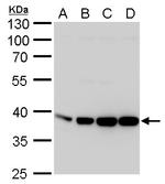 Aldolase A Antibody in Western Blot (WB)