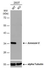 Annexin V Antibody in Western Blot (WB)