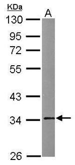 Annexin V Antibody in Western Blot (WB)