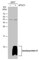 Apolipoprotein C1 Polyclonal Antibody
