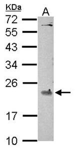RhoA Antibody in Western Blot (WB)