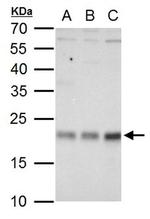 RhoA Antibody in Western Blot (WB)